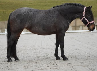 Otras razas, Yegua, 9 años, 152 cm, Ruano azulado