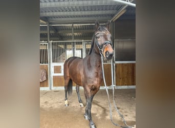 Otras razas Mestizo, Yegua, 9 años, 160 cm, Castaño oscuro