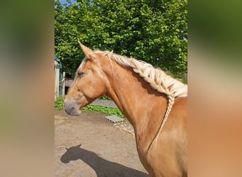 Otras razas, Yegua, 9 años, 160 cm, Palomino