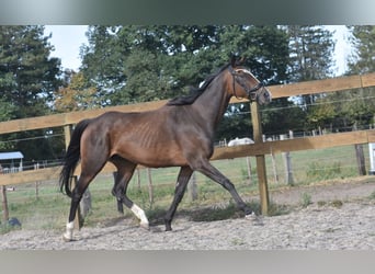 Otras razas, Yegua, 9 años, 162 cm, Castaño oscuro