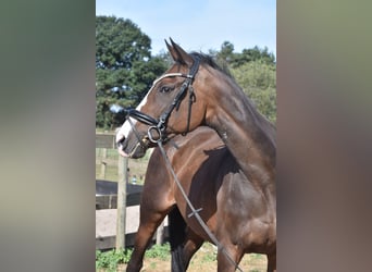 Otras razas, Yegua, 9 años, 162 cm, Castaño oscuro