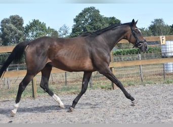 Otras razas, Yegua, 9 años, 162 cm, Castaño oscuro