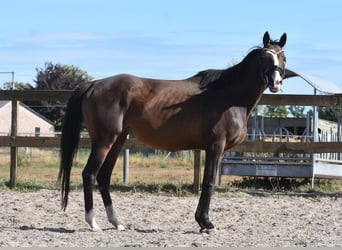 Otras razas, Yegua, 9 años, 162 cm, Castaño oscuro