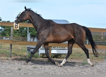 Otras razas, Yegua, 9 años, 162 cm, Castaño oscuro