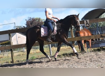 Otras razas, Yegua, 9 años, 162 cm, Castaño oscuro