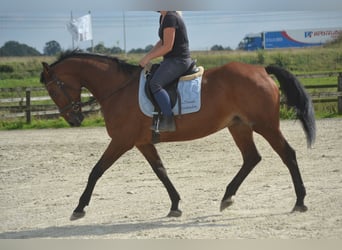 Otras razas, Yegua, 9 años, 164 cm, Castaño