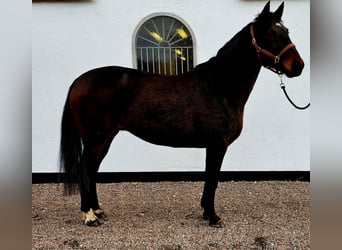 Otras razas Mestizo, Yegua, 9 años, 164 cm, Castaño oscuro