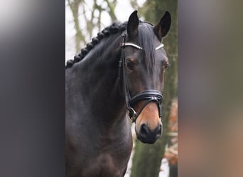 Otras razas, Yegua, 9 años, 165 cm, Castaño oscuro