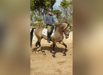 Pärlvit häst Blandning, Hingst, 4 år, 162 cm, Black