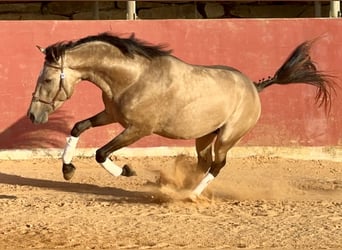 Pärlvit häst Blandning, Hingst, 4 år, 162 cm, Black