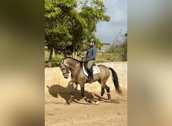 Pärlvit häst, Hingst, 4 år, 162 cm, Black