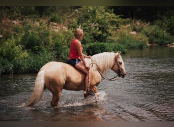 Pärlvit häst, Valack, 5 år, 147 cm, Palomino