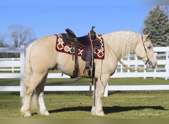 Pärlvit häst, Valack, 5 år, 152 cm, Champagne