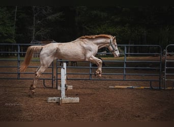 Pärlvit häst, Valack, 7 år, 152 cm, Cremello
