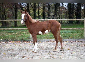 Paint-häst, Hingst, 1 år, 130 cm, fux
