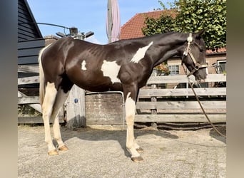 Paint-häst, Hingst, 1 år, 140 cm, Pinto