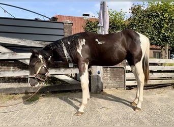 Paint-häst, Hingst, 1 år, 140 cm, Pinto