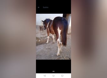 Paint-häst Blandning, Hingst, 1 år, 148 cm, Pinto