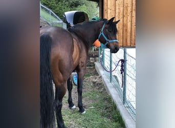 Paint-häst, Hingst, 1 år, 150 cm, Brun