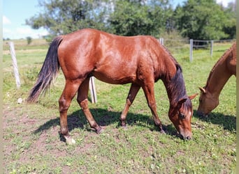 Paint-häst, Hingst, 1 år, 150 cm, Brun