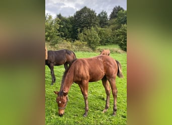 Paint-häst, Hingst, 1 år, 150 cm, Brun