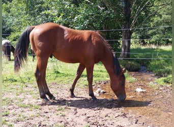 Paint-häst, Hingst, 1 år, 150 cm, Brun