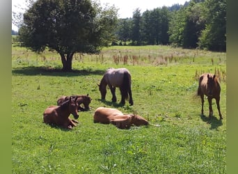 Paint-häst, Hingst, 1 år, 150 cm, Brun