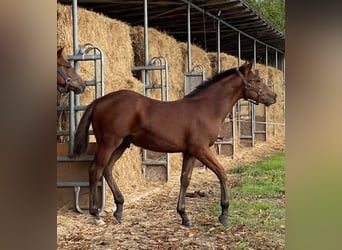 Paint-häst, Hingst, 1 år, 150 cm, Brun