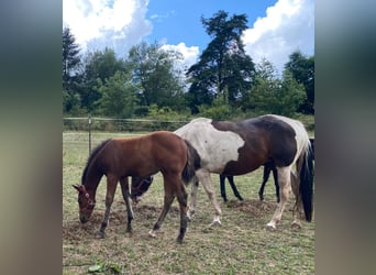 Paint-häst, Hingst, 1 år, 150 cm, Brun