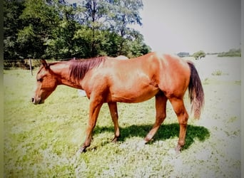 Paint-häst, Hingst, 1 år, 150 cm, Brun