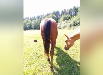 Paint-häst, Hingst, 1 år, 150 cm, Brun