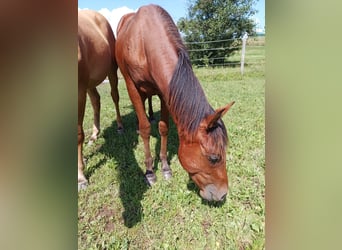 Paint-häst, Hingst, 1 år, 150 cm, Brun