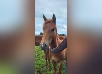 Paint-häst Blandning, Hingst, 1 år, 150 cm, fux