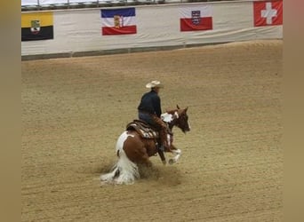 Paint-häst, Hingst, 1 år, 150 cm, Mörkbrun