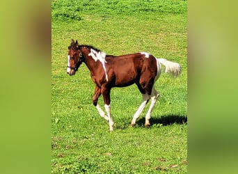 Paint-häst, Hingst, 1 år, 150 cm, Mörkbrun