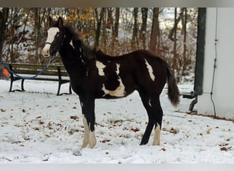 Paint-häst, Hingst, 1 år, 150 cm, Overo-skäck-alla-färger