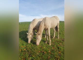 Paint Horse, Hengst, 1 Jahr, 150 cm, Palomino