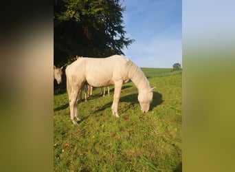 Paint Horse, Hengst, 1 Jahr, 150 cm, Palomino