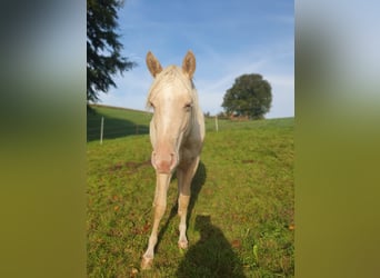 Paint Horse, Hengst, 1 Jahr, 150 cm, Palomino