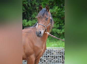 Paint-häst, Hingst, 1 år, 150 cm, Pinto