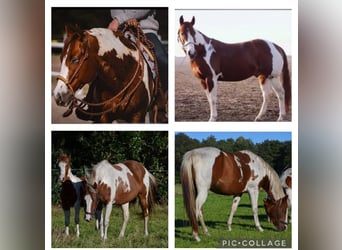 Paint-häst, Hingst, 1 år, 150 cm, Tobiano-skäck-alla-färger