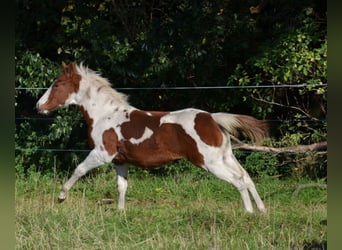 Paint-häst, Hingst, 1 år, 150 cm, Tobiano-skäck-alla-färger