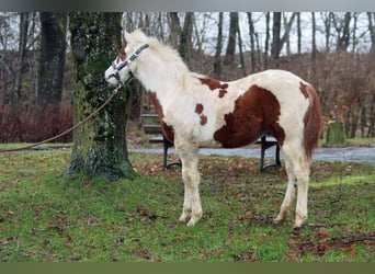 Paint-häst, Hingst, 1 år, 150 cm, Tovero-skäck-alla-färger