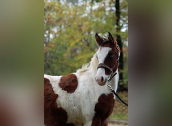 Paint-häst, Hingst, 1 år, 150 cm, Tovero-skäck-alla-färger