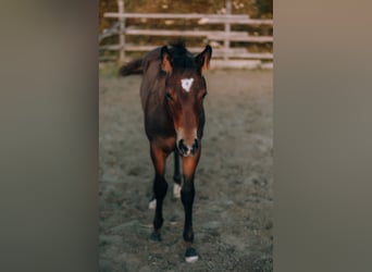 Paint-häst, Hingst, 1 år, 152 cm, Brun