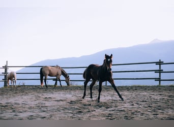 Paint-häst, Hingst, 1 år, 152 cm, Brun