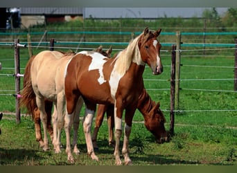 Paint-häst, Hingst, 1 år, 152 cm, Tobiano-skäck-alla-färger