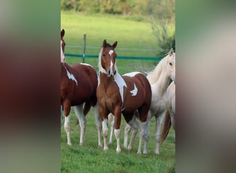 Paint-häst, Hingst, 1 år, 152 cm, Tobiano-skäck-alla-färger