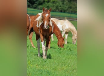 Paint-häst, Hingst, 1 år, 152 cm, Tobiano-skäck-alla-färger