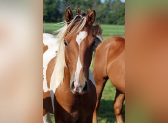 Paint-häst, Hingst, 1 år, 152 cm, Tobiano-skäck-alla-färger